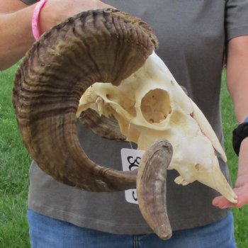 10" African Merino Ram/Sheep Skull with 29" Horns - $190 