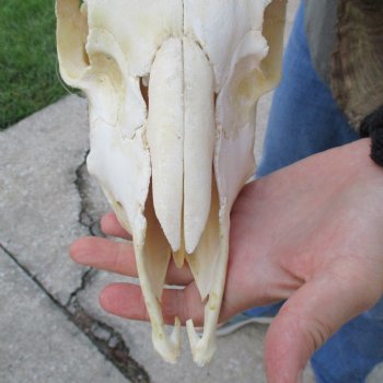 10" African Merino Ram/Sheep Skull with 29" Horns - $190 