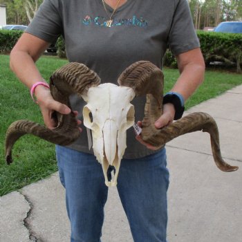 10" African Merino Ram/Sheep Skull with 31" & 36" Horns - $180 