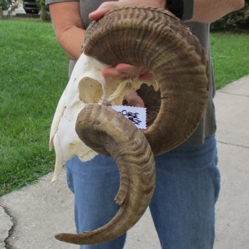 10" African Merino Ram/Sheep Skull with 31" & 36" Horns - $180 