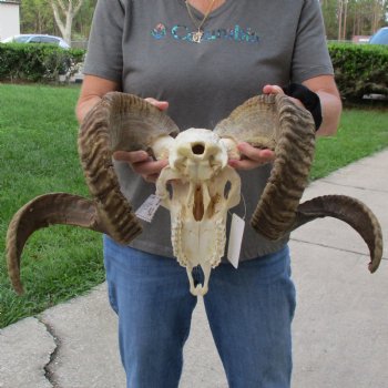 10" African Merino Ram/Sheep Skull with 31" & 36" Horns - $180 