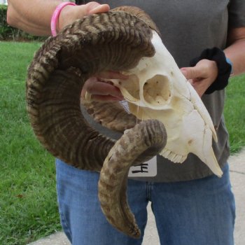 10" African Merino Ram/Sheep Skull with 31" & 36" Horns - $180 