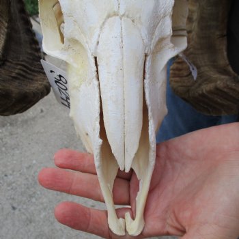 10" African Merino Ram/Sheep Skull with 31" & 36" Horns - $180 