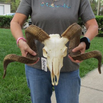 11" African Merino Ram/Sheep Skull with 32" & 33" Horns - $190 