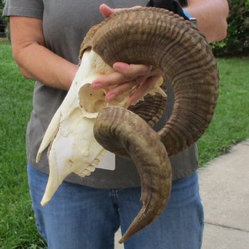 11" African Merino Ram/Sheep Skull with 32" & 33" Horns - $190 