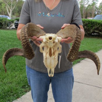 11" African Merino Ram/Sheep Skull with 32" & 33" Horns - $190 