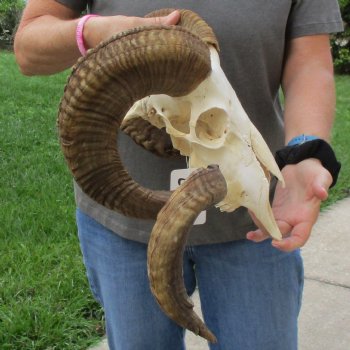 11" African Merino Ram/Sheep Skull with 32" & 33" Horns - $190 