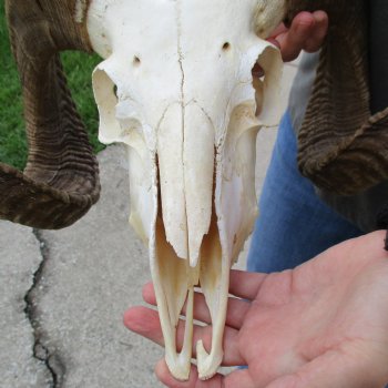 11" African Merino Ram/Sheep Skull with 32" & 33" Horns - $190 