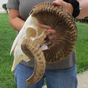 10" African Merino Ram/Sheep Skull with 29" & 32" Horns - $190 