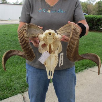 10" African Merino Ram/Sheep Skull with 29" & 32" Horns - $190 