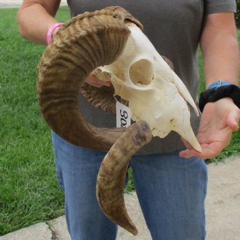 10" African Merino Ram/Sheep Skull with 29" & 32" Horns - $190 