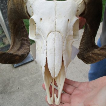 10" African Merino Ram/Sheep Skull with 29" & 32" Horns - $190 