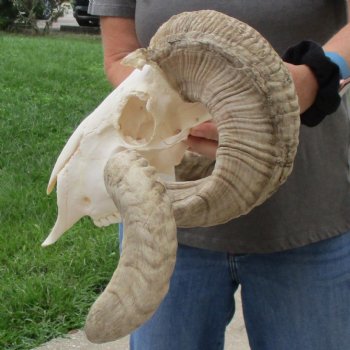 11" African Merino Ram/Sheep Skull with 30" & 31" Horns - $190 