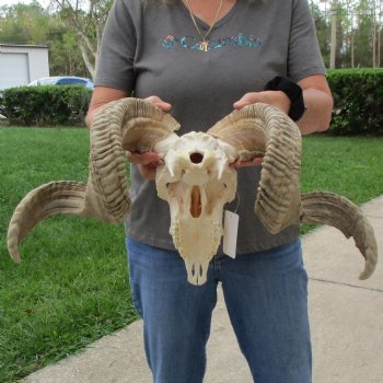 11" African Merino Ram/Sheep Skull with 30" & 31" Horns - $190 