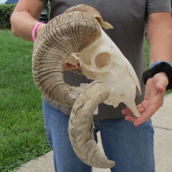 11" African Merino Ram/Sheep Skull with 30" & 31" Horns - $190 