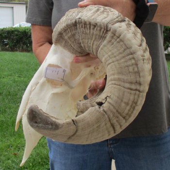 12" African Merino Ram/Sheep Skull with 24" Horns - $155 