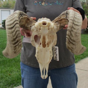 12" African Merino Ram/Sheep Skull with 24" Horns - $155 