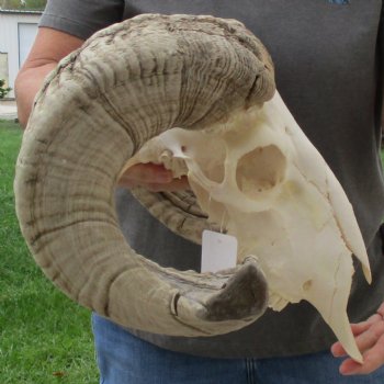 12" African Merino Ram/Sheep Skull with 24" Horns - $155 