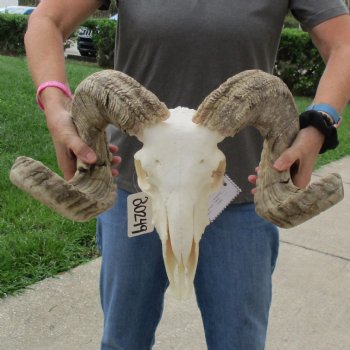 11" African Merino Ram/Sheep Skull with 28" Horns - $180 