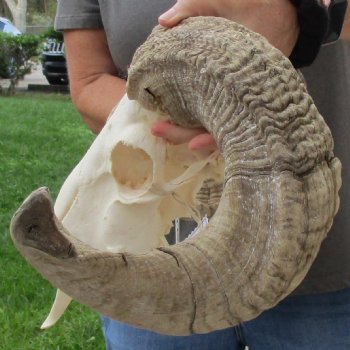 11" African Merino Ram/Sheep Skull with 28" Horns - $180 