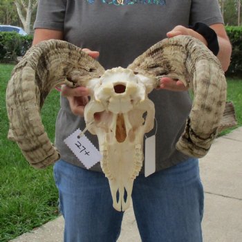 11" African Merino Ram/Sheep Skull with 28" Horns - $180 