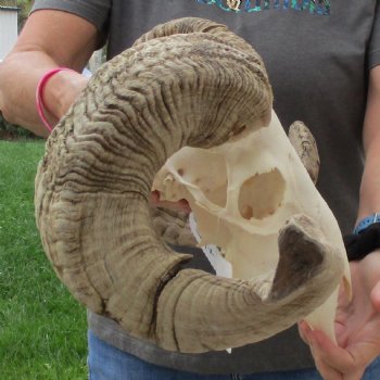 11" African Merino Ram/Sheep Skull with 28" Horns - $180 