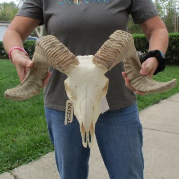 10" African Merino Ram/Sheep Skull with 21" & 22" Horns - $155 