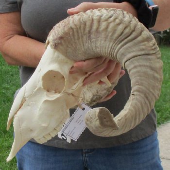 10" African Merino Ram/Sheep Skull with 21" & 22" Horns - $155 