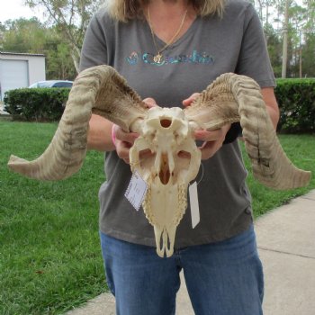 10" African Merino Ram/Sheep Skull with 21" & 22" Horns - $155 