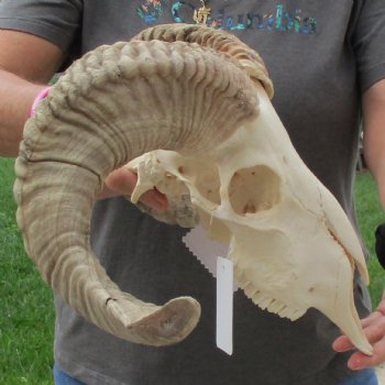 10" African Merino Ram/Sheep Skull with 21" & 22" Horns - $155 