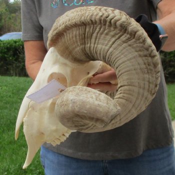 11" African Merino Ram/Sheep Skull with 29" Horns - $190 