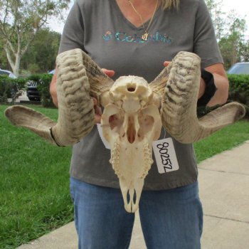 11" African Merino Ram/Sheep Skull with 29" Horns - $190 