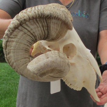 11" African Merino Ram/Sheep Skull with 29" Horns - $190 