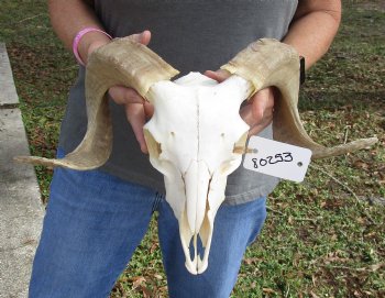 Buy this Authentic African Merino Ram/Sheep Skull with 17 inch Horns for $125