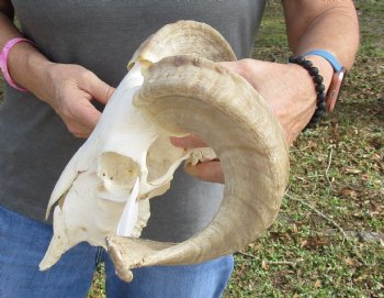 Buy this Authentic African Merino Ram/Sheep Skull with 17 inch Horns for $125