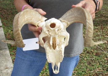 Buy this Authentic African Merino Ram/Sheep Skull with 17 inch Horns for $125