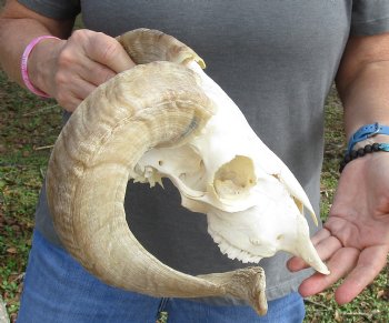 Buy this Authentic African Merino Ram/Sheep Skull with 17 inch Horns for $125