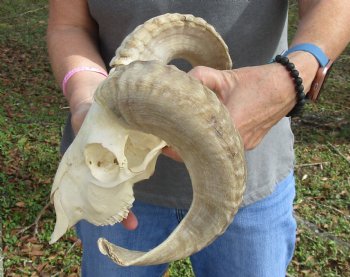 Buy this Authentic African Merino Ram/Sheep Skull with 16 and 18 inch Horns for $125