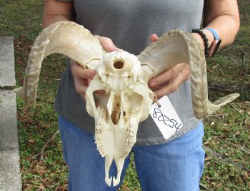 Buy this Authentic African Merino Ram/Sheep Skull with 16 and 18 inch Horns for $125