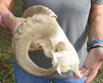 Buy this Authentic African Merino Ram/Sheep Skull with 16 and 18 inch Horns for $125