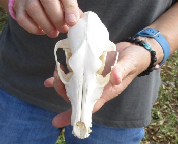  For Sale African Black-Backed Jackal Skull, 6 inches $90