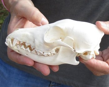  For Sale African Black-Backed Jackal Skull, 6 inches $90