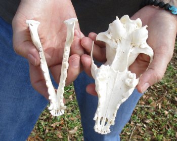  For Sale African Black-Backed Jackal Skull, 6 inches $90