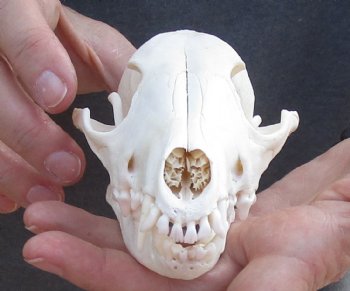  For Sale African Black-Backed Jackal Skull, 6 inches $90