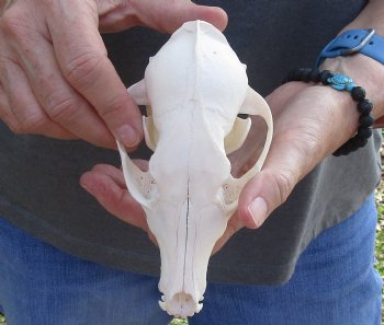  For Sale African Black-Backed Jackal Skull, 6 inches $90