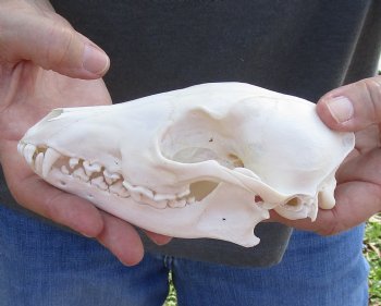  For Sale African Black-Backed Jackal Skull, 6 inches $90