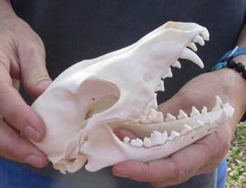  For Sale African Black-Backed Jackal Skull, 6 inches $90