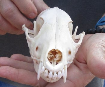  For Sale African Black-Backed Jackal Skull, 6 inches $90