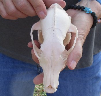  For Sale African Black-Backed Jackal Skull, 6 inches $90