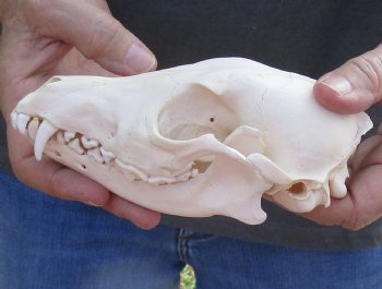  For Sale African Black-Backed Jackal Skull, 6 inches $90